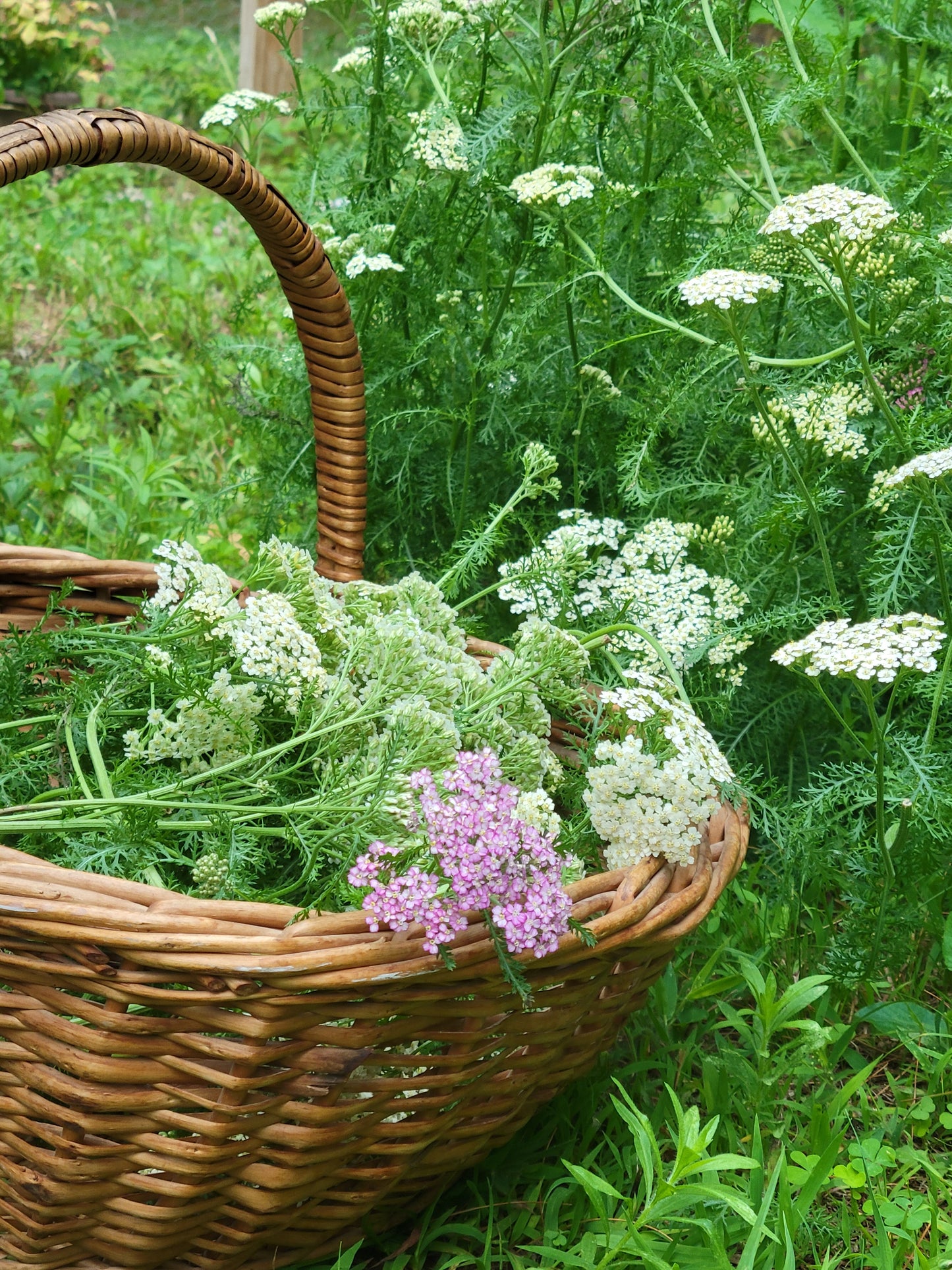 Yarrow