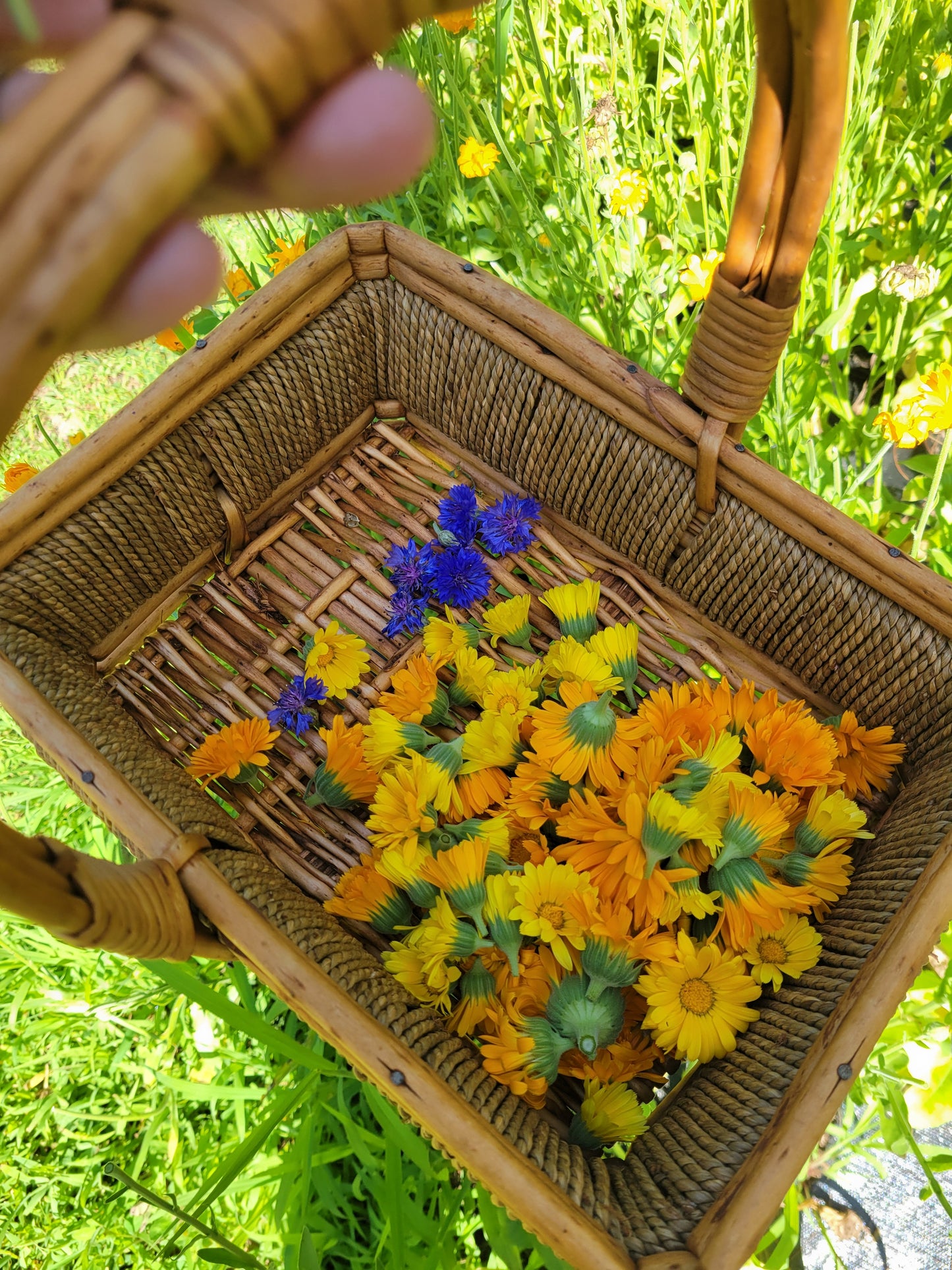 Calendula