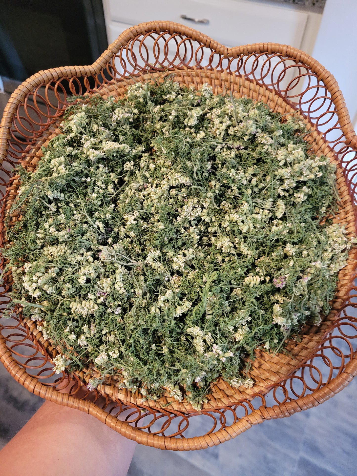Yarrow