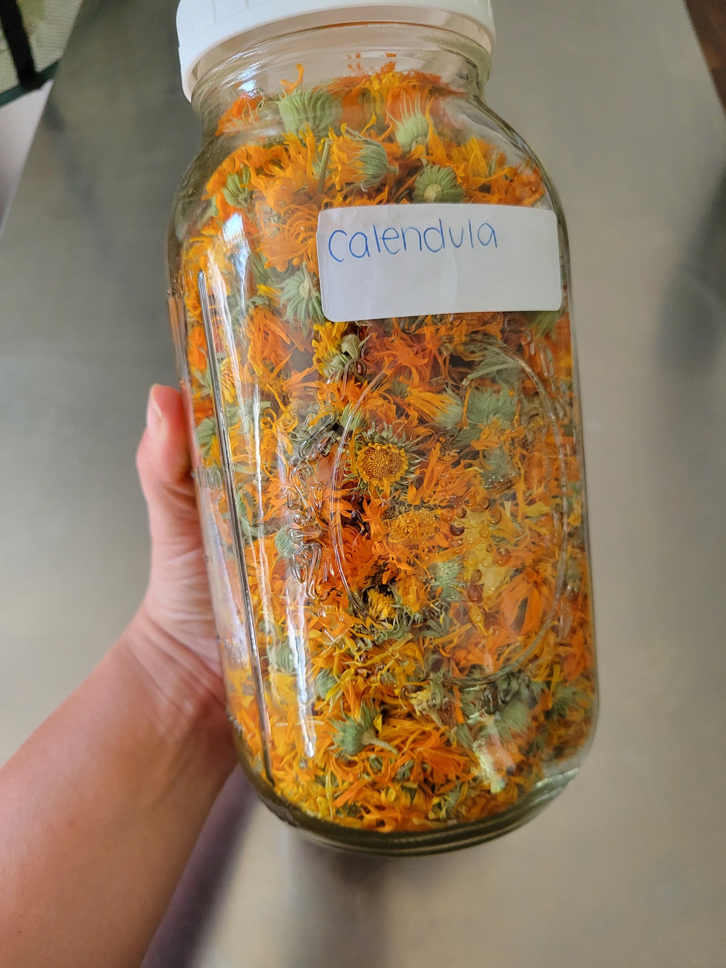 Calendula