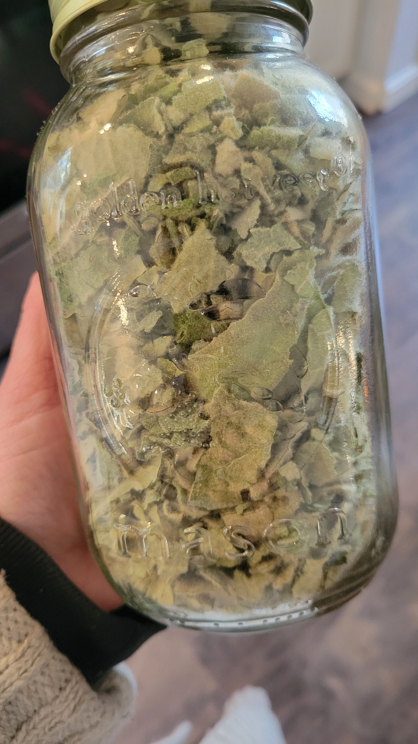 Mullein